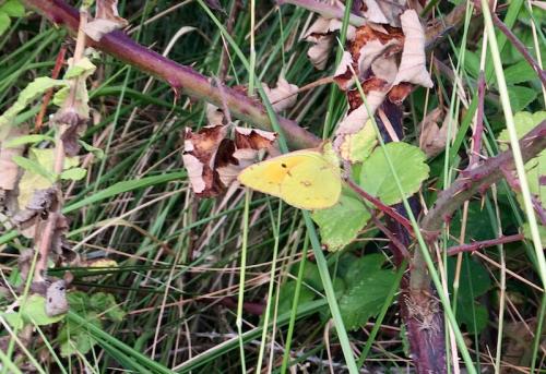Colias croceus
